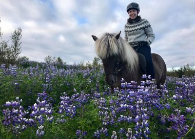 Private Horse Riding Tours Reykjavik
