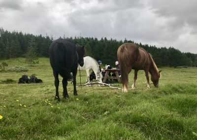 Reykjavik Horse Riding Club